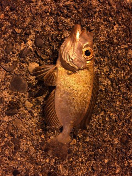 新宮港に行ってきました