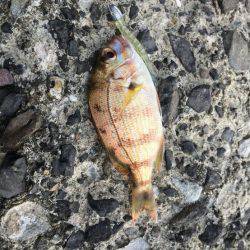 久々の谷川漁港