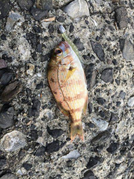 久々の谷川漁港