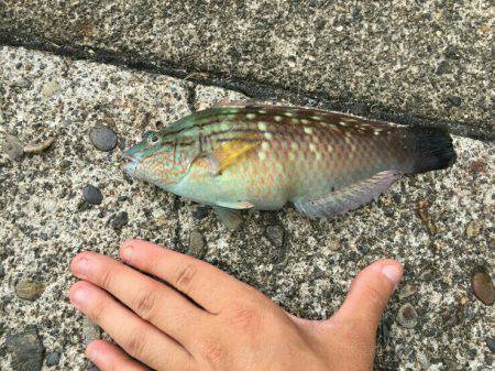 初！三重県南部の調（釣）査w