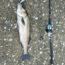 シーバスゲーム