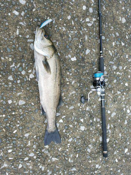 シーバスゲーム