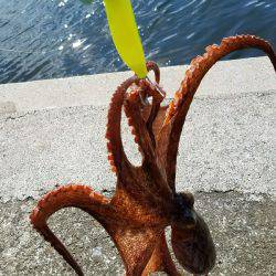 週末恒例朝タコ！