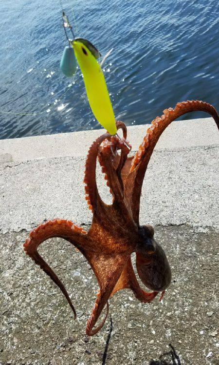 週末恒例朝タコ！