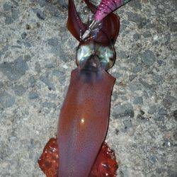 お盆でエギング！