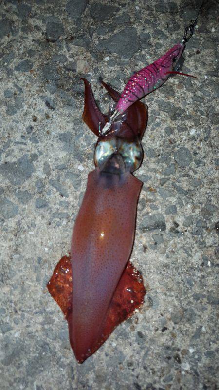 お盆でエギング！