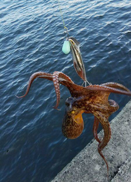 毎週恒例の沖堤防！