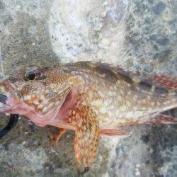 荒れてる中での釣果！