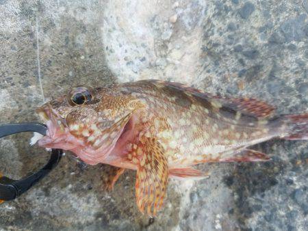 荒れてる中での釣果！