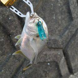 あまり魚っ気が無いようです