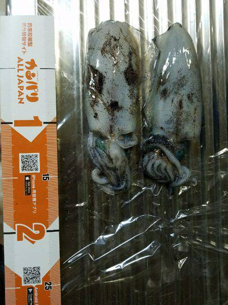 秋イカどうかなー♪