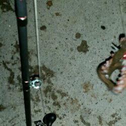 タコ一杯釣るまで帰らない