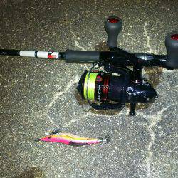 今年の初アオリイカ‼️