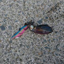 鹿児島釣行 最終日‼