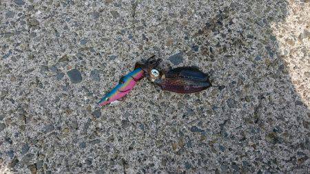 鹿児島釣行 最終日‼