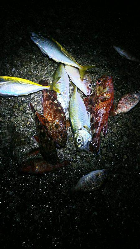 ベラ不発、チャリコ爆発。