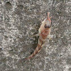 オールリリース(~_~;)