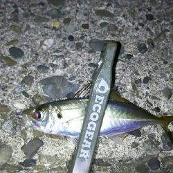 夏、恒例の豆アジング