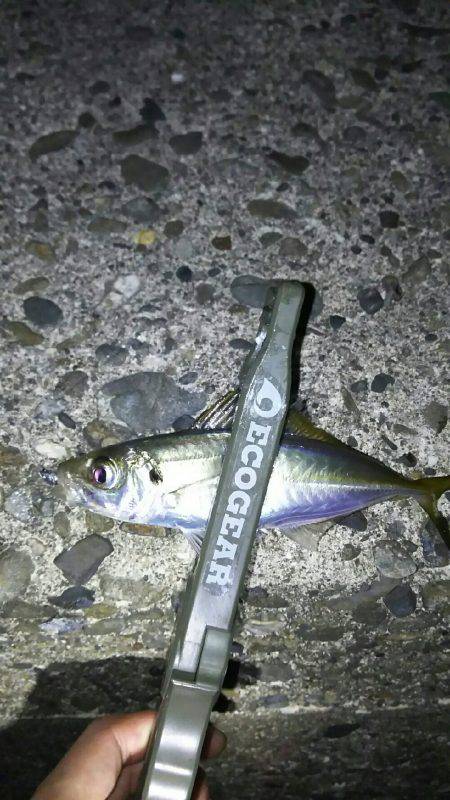 夏、恒例の豆アジング