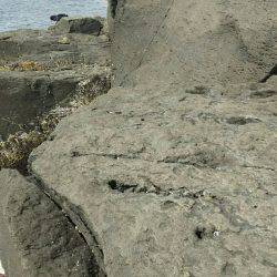 城ヶ崎いがいが根でスロージグ