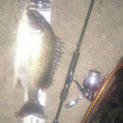 シーバス釣りに行ったのだが(^^;