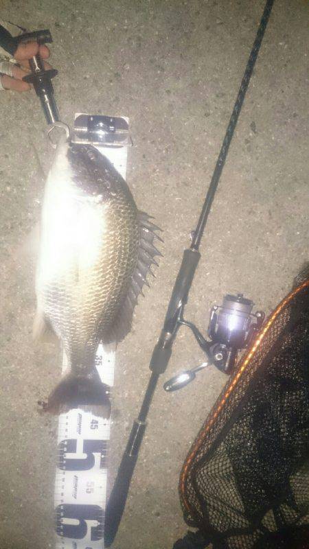 シーバス釣りに行ったのだが(^^;