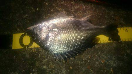 台風後釣れるかなー♪シーバス