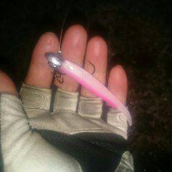 シーバスリベンジ2夜連続♪