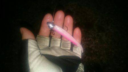 シーバスリベンジ2夜連続♪