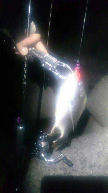 チニングチャレンジ