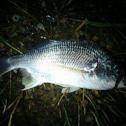 夕涼みキビレは高活性