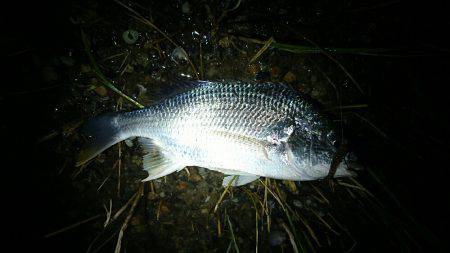 夕涼みキビレは高活性