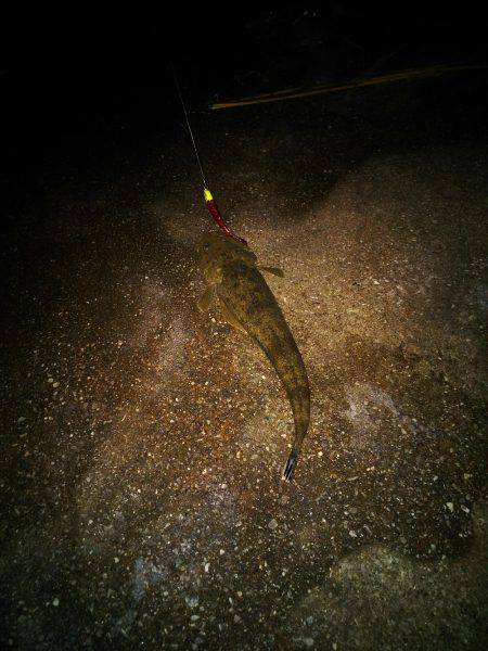 久々のフラット