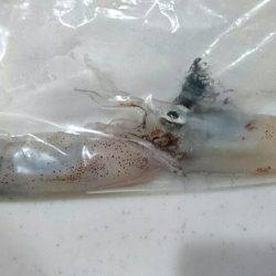 ケンサキ何処へ