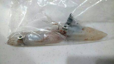 ケンサキ何処へ