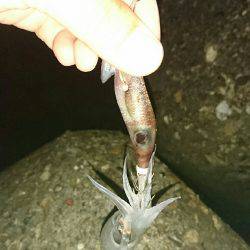 ケンサキからのジギング