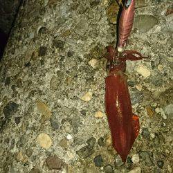 またまたケンサキ