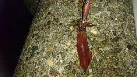 またまたケンサキ