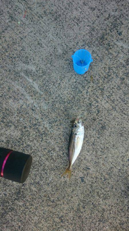 久しぶりの豆アジ釣り