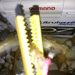 アタリが少なかった