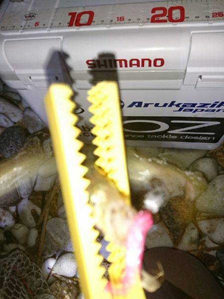 アタリが少なかった