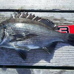 サカムラいかだ