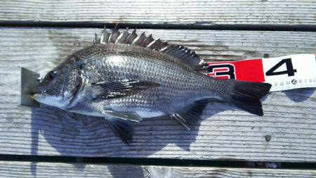 サカムラいかだ