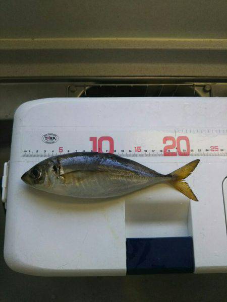 リニューアルオープン