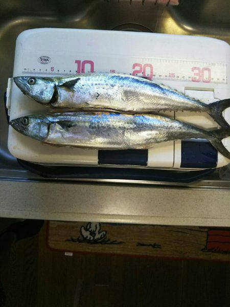 サゴシカッター！！