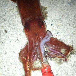 時合いを外すとこんなもんです(笑)