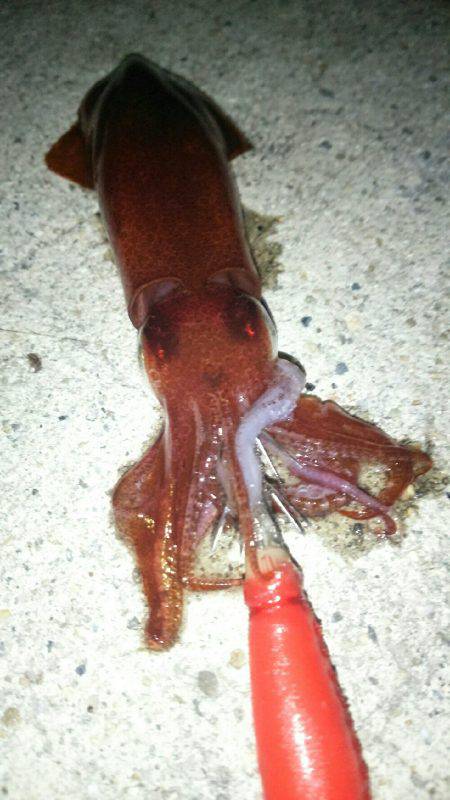 時合いを外すとこんなもんです(笑)