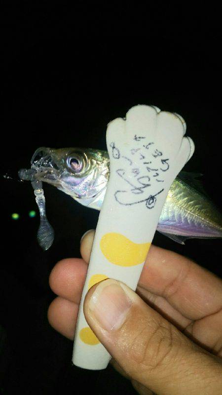 ケンサキどこ行った？豆アジはなんぼでも釣れるけど(笑)