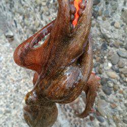 そろそろ終盤かな