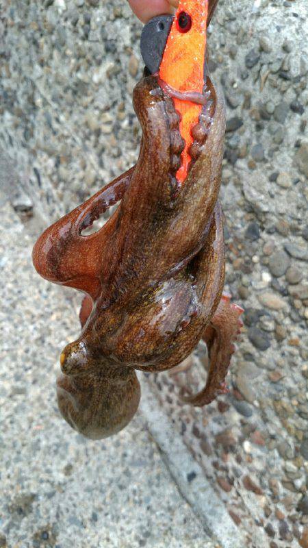 そろそろ終盤かな